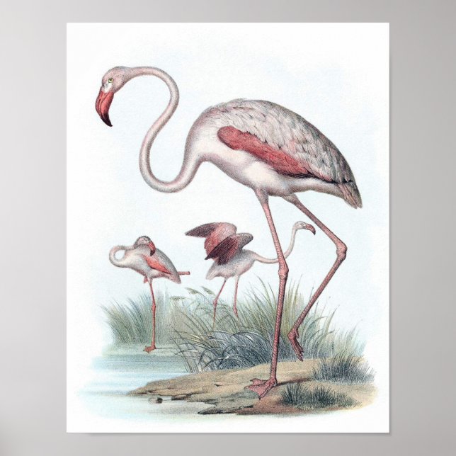 Póster Ilustracion Flamingo Vintage (Frente)