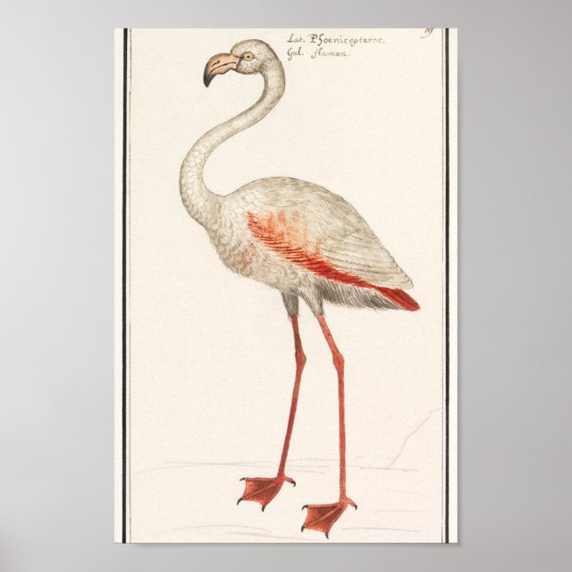 Póster Ilustracion Flamingo Vintage (Frente)