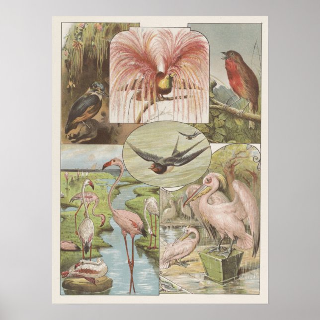 Póster Ilustracion Flamingo Vintage (Frente)