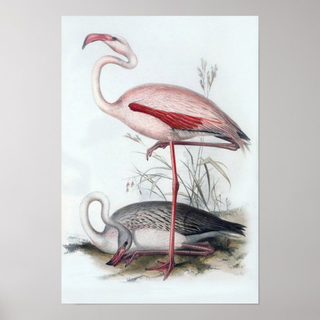 Póster Ilustracion Flamingo Vintage (Frente)