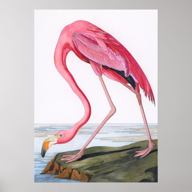 Póster Ilustracion Flamingo Vintage (Frente)