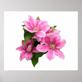 Póster Ilustracion floral clematis rosa blanco