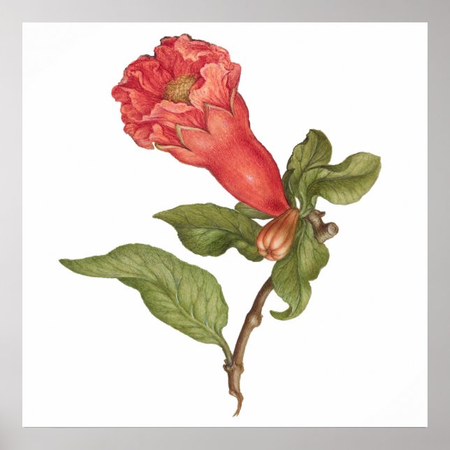 Póster Ilustracion floreciente de granadas de grano de vi (Frente)