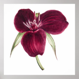 Póster Ilustracion floreciente de Trillium dulce vintage