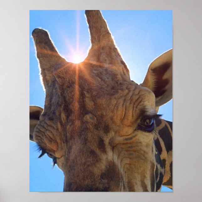 Póster Ilustración fotográfica de Giraffe Close y Sunshin (Frente)