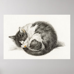 Póster Ilustracion Gato Vintage