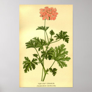 Póster Ilustracion Géranium de hojas de roble botánico vi