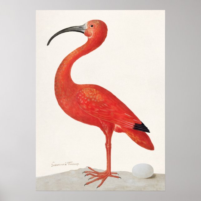 Póster Ilustracion Ibis Vintage Scarlet (Frente)