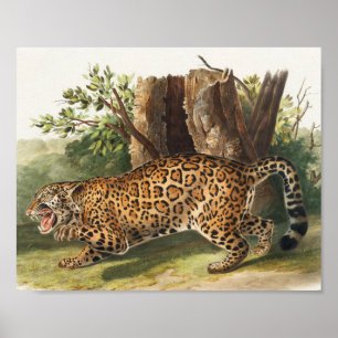 Póster Ilustracion Jaguar (Felis onca)