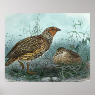 Póster Ilustracion japonés de pájaro de cola vintage