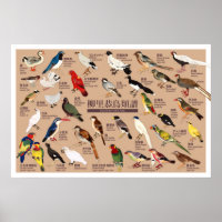 Ilustracion japonés vintage del Atlas de Aves
