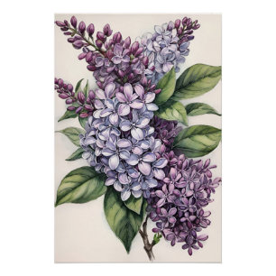 Póster Ilustracion Lilacs Purple Lilac Bush