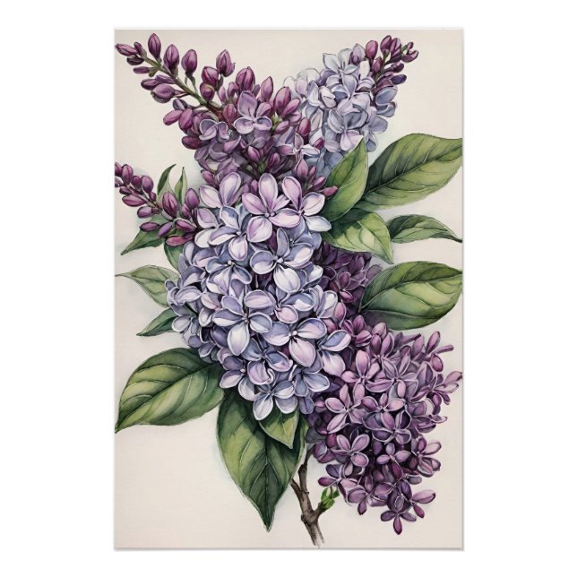 Póster Ilustracion Lilacs Purple Lilac Bush (Anverso)