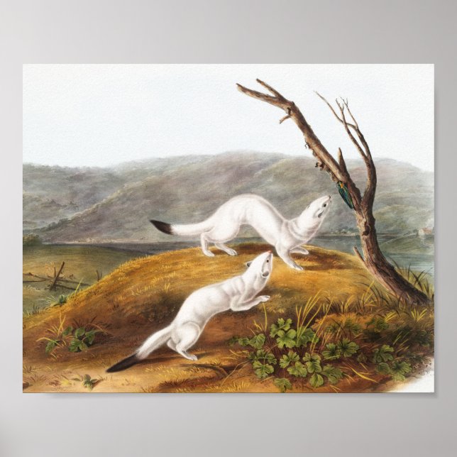 Póster Ilustracion Little Nimble Weasel Putorius agilis (Frente)