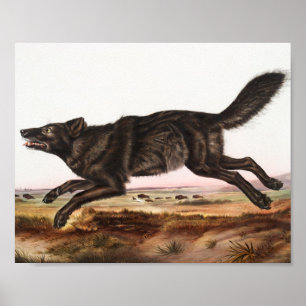 Póster Ilustracion Lobo Norteamericano Negro (Canis lupus