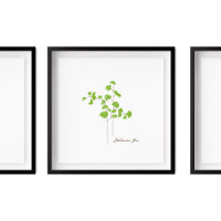 Ilustracion Maidenhair Fern | Fern Series