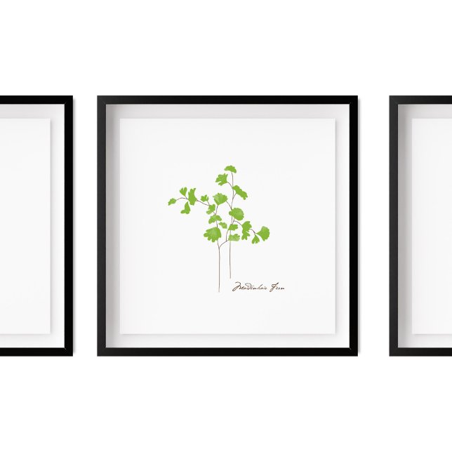 Póster Ilustracion Maidenhair Fern | Fern Series (Subido por el creador)