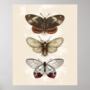 Póster Ilustracion mariposa