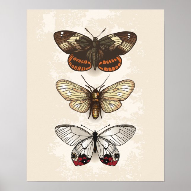 Póster Ilustracion mariposa (Frente)