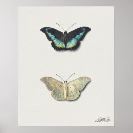 Póster Ilustracion mariposa