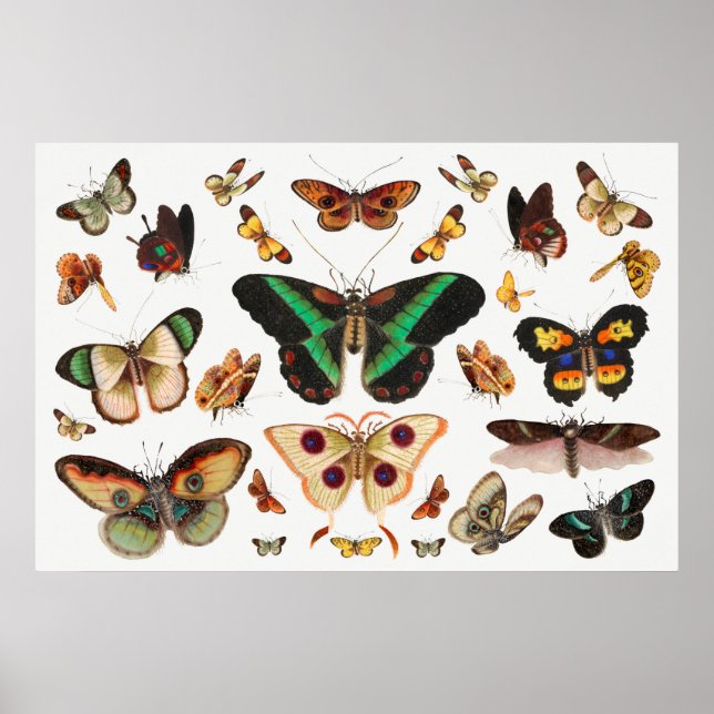 Póster Ilustracion mariposa (Frente)