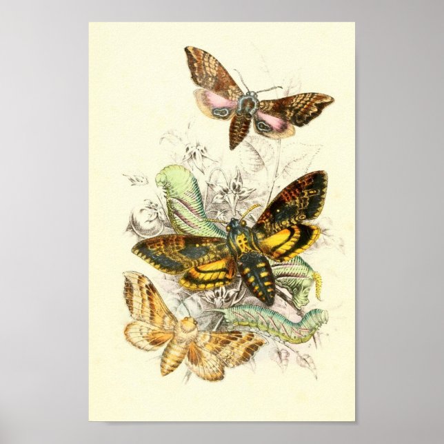 Póster Ilustracion mariposa (Frente)