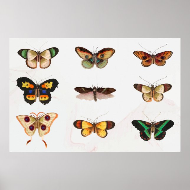 Póster Ilustracion mariposa (Frente)