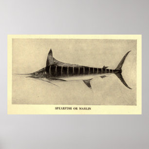 Póster Ilustracion Marlin Vintage (1921)