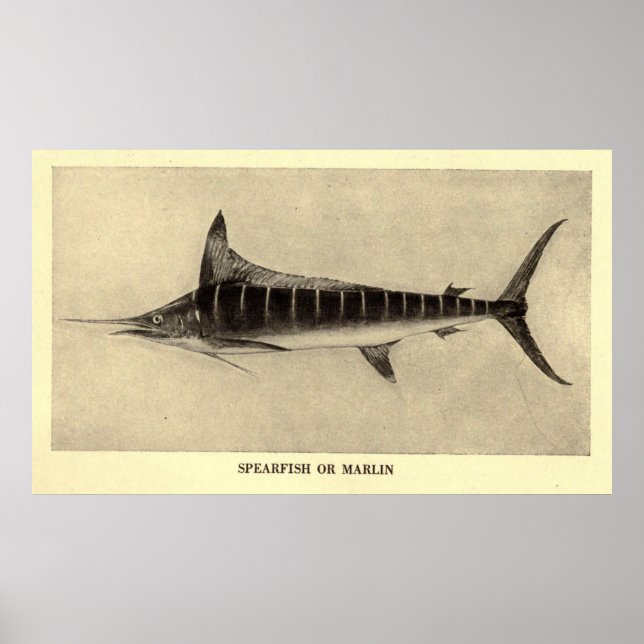 Póster Ilustracion Marlin Vintage (1921) (Frente)