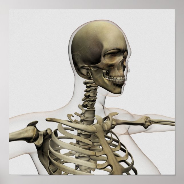 Póster Ilustracion Médico De La Calavera De Una Mujer Y (Frente)