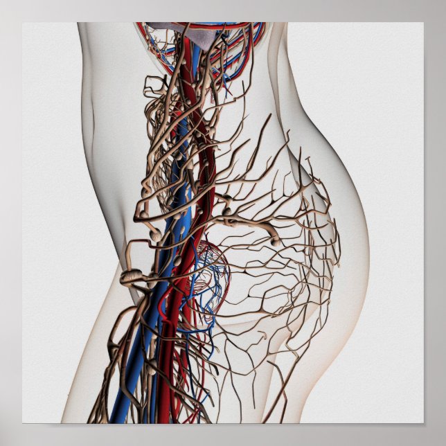 Póster Ilustracion Médico De Las Arterias 2 (Frente)