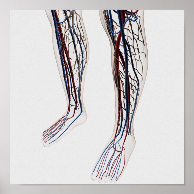 Póster Ilustracion Médico De Las Arterias 3 (Frente)