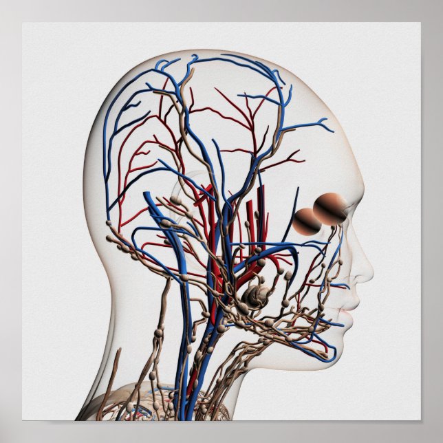 Póster Ilustracion Médico De Las Arterias De Cabeza 1 (Frente)