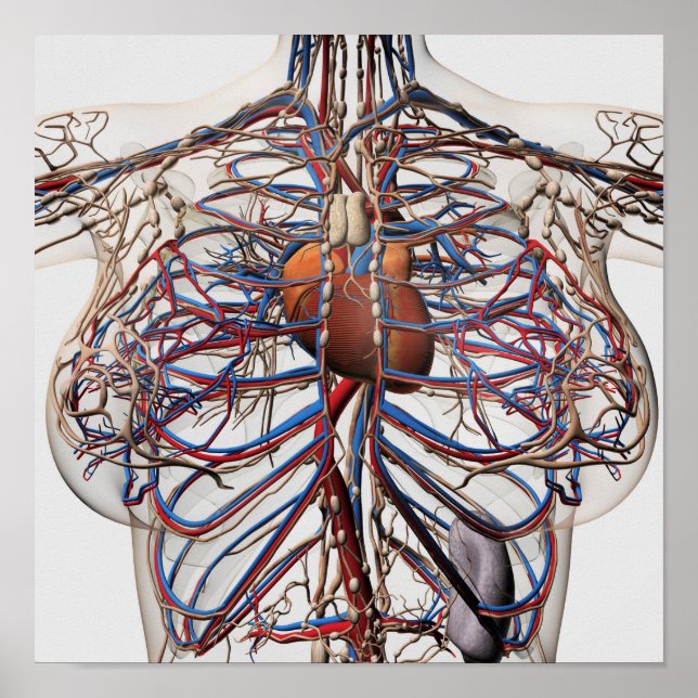 Póster Ilustracion Médico De Las Arterias Femeninas (Frente)