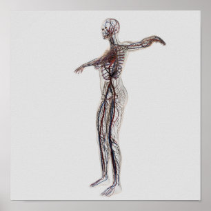 Póster Ilustracion médico de las arterias femeninas,
