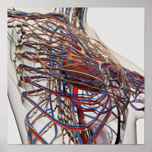 Póster Ilustracion médico de las arterias femeninas del