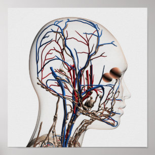 Póster Ilustracion médico de las arterias principales 1