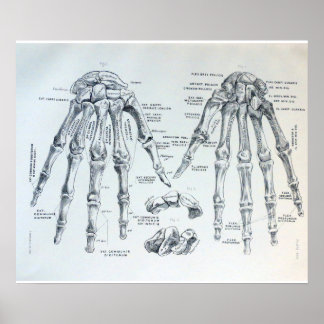 Póster Ilustracion médico de los huesos de la mano