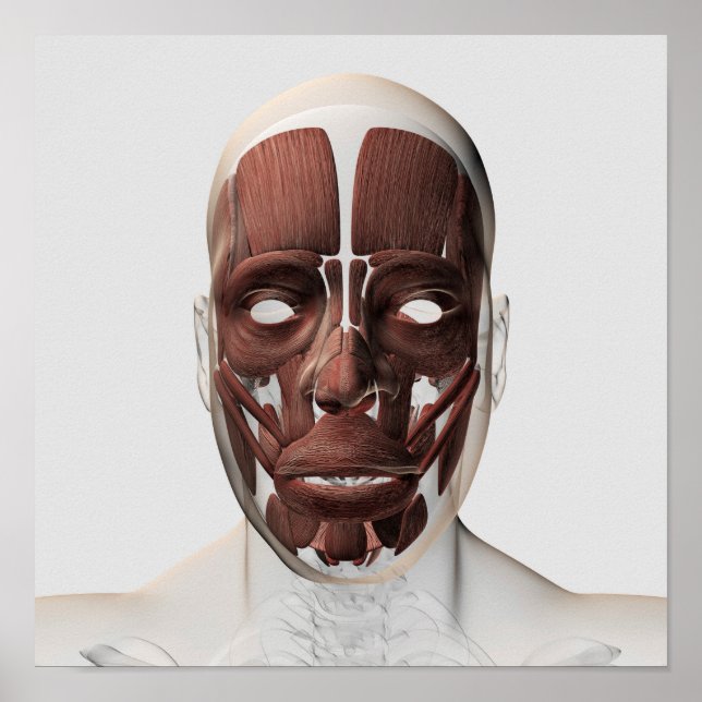 Póster Ilustracion Médico De Los Músculos Faciales Mascul (Frente)