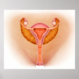 Póster Ilustracion Médico De Los Órganos Genitales Femeni