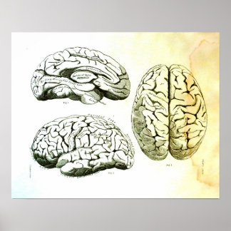 Póster Ilustracion médico del cerebro humano