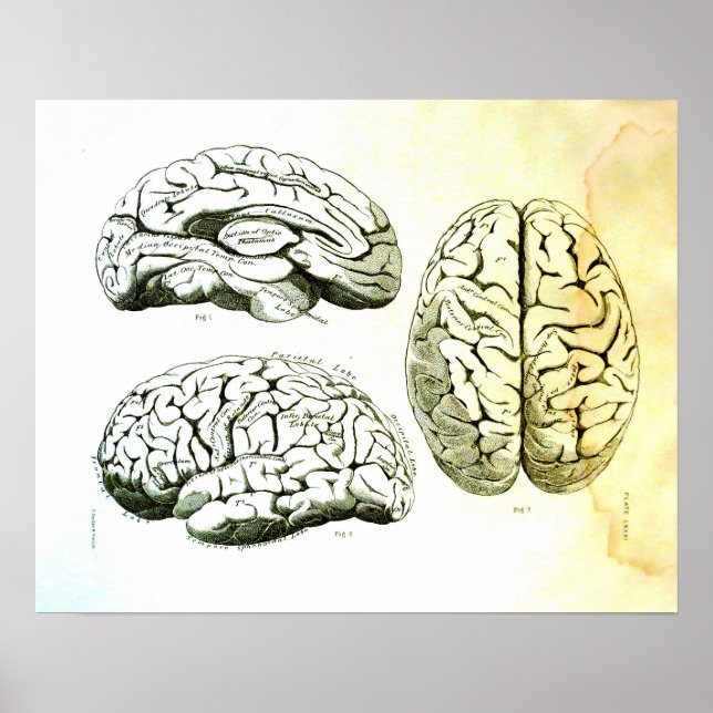 Póster Ilustracion médico del cerebro humano (Frente)