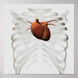 Póster Ilustracion médico del corazón y de la caja