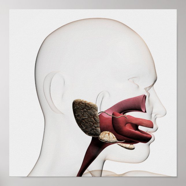 Póster Ilustracion Médico Del Digestivo Humano (Frente)