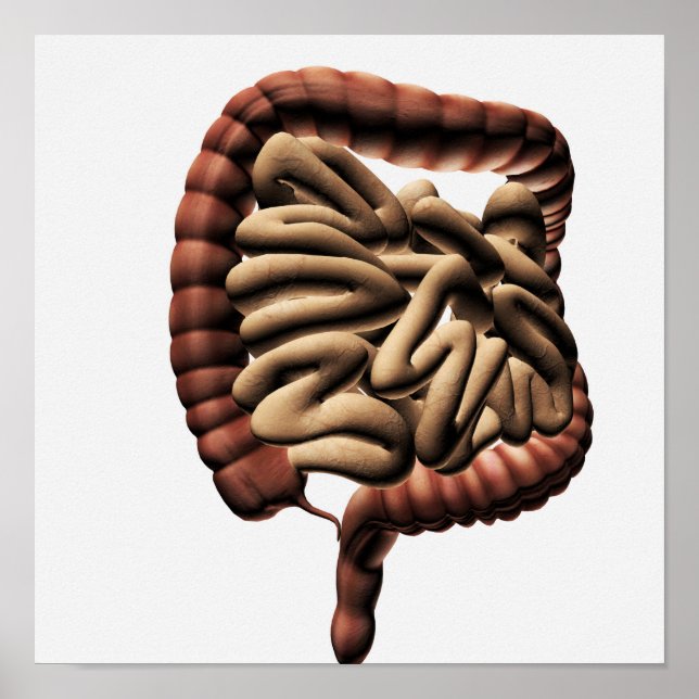 Póster Ilustracion Médico Del Gran Intestino (Frente)