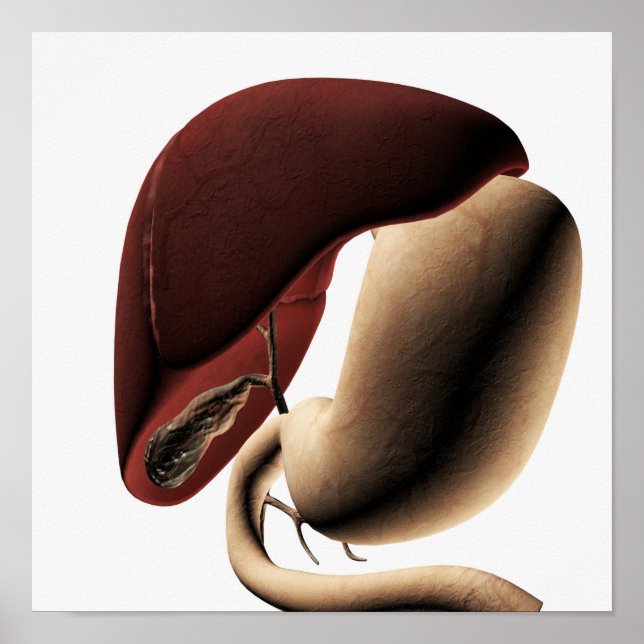 Póster Ilustracion Médico Del Hígado Y Del Estómago (Frente)