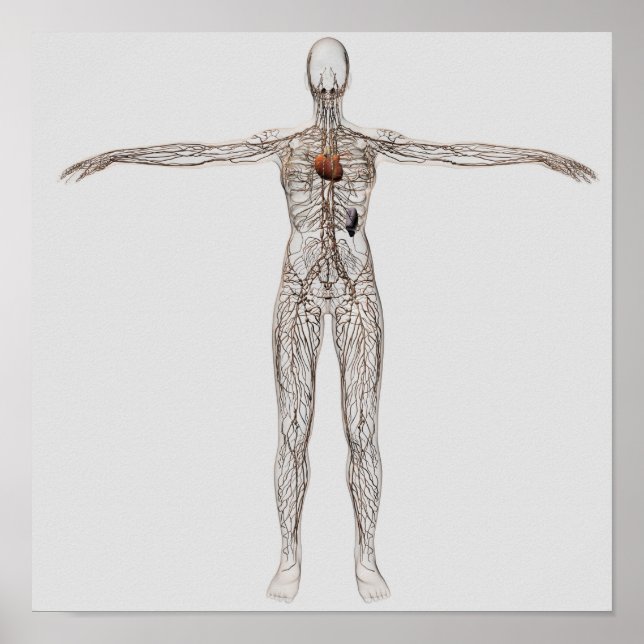Póster Ilustracion Médico Del Sistema Linfático Femenino (Frente)
