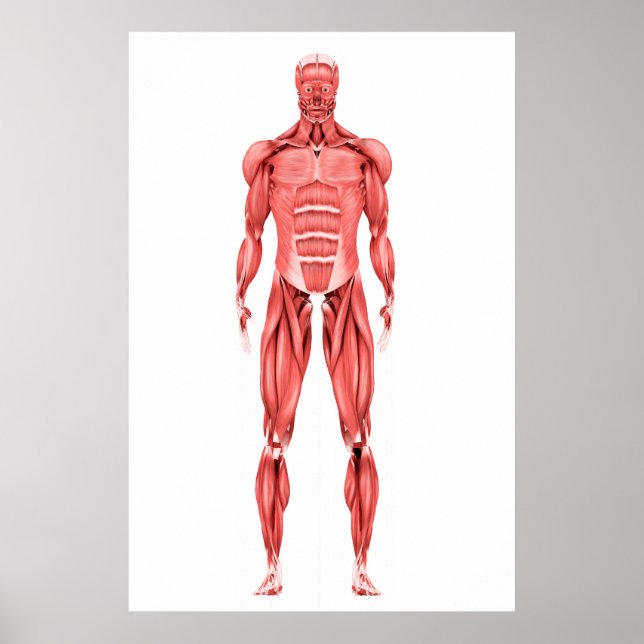 Póster Ilustracion Médico Del Sistema Muscular Masculino  (Frente)