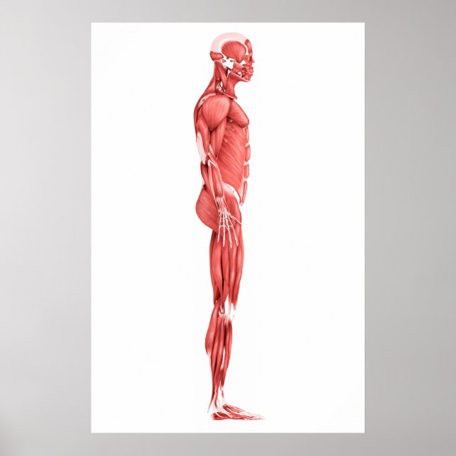 Póster Ilustracion Médico Del Sistema Muscular Masculino  (Frente)