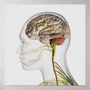 Póster Ilustracion Médico Del Sistema Nervioso Humano 1